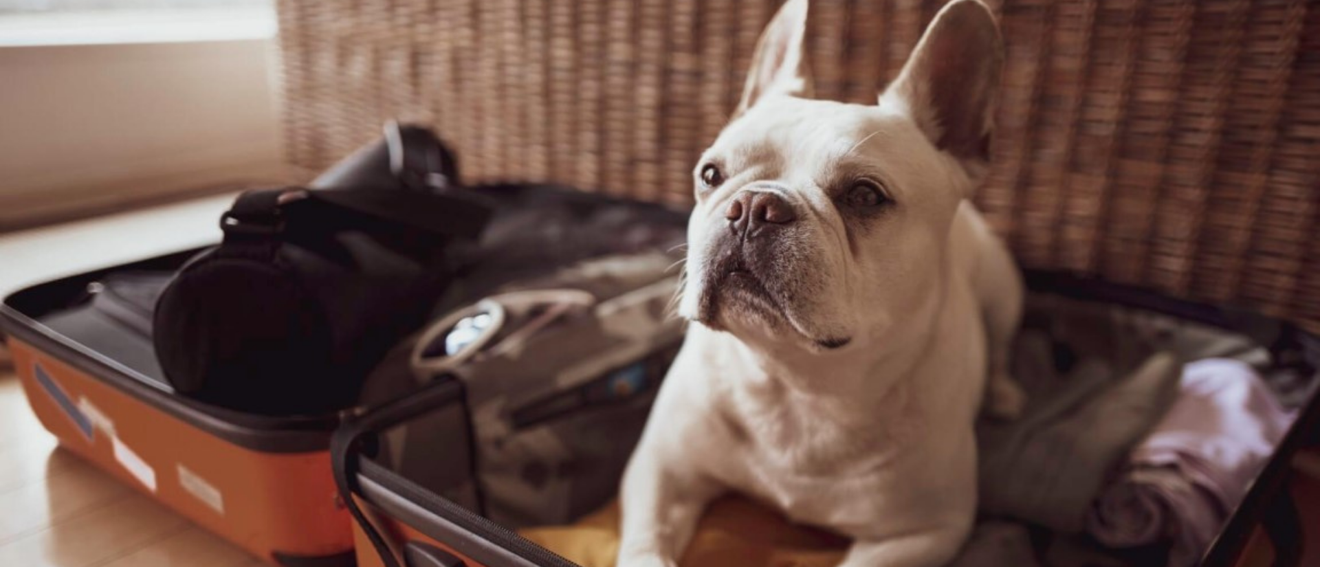7 Tips for Pet-Friendly Travel & Pet-Friendly Vacations