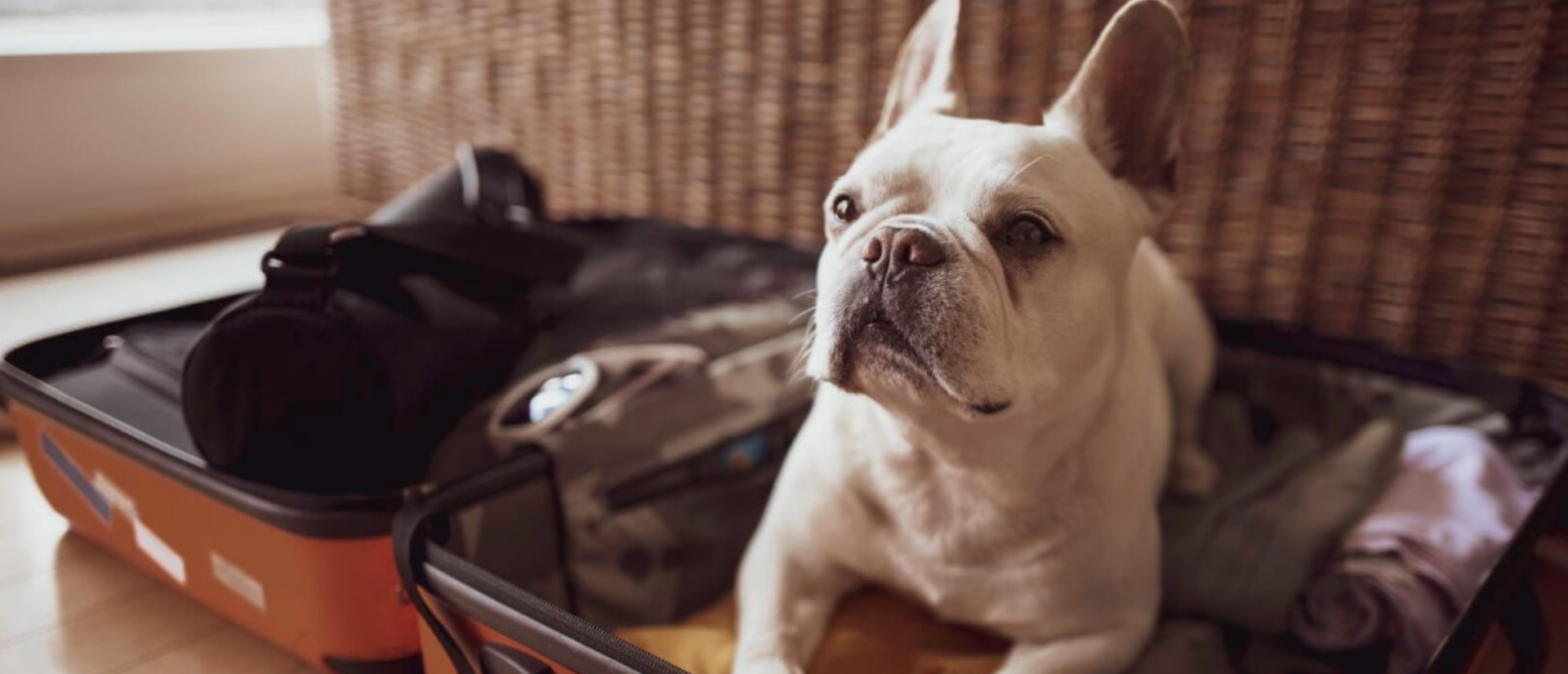 Traveling with Fido: Adventures for Paws and Passports