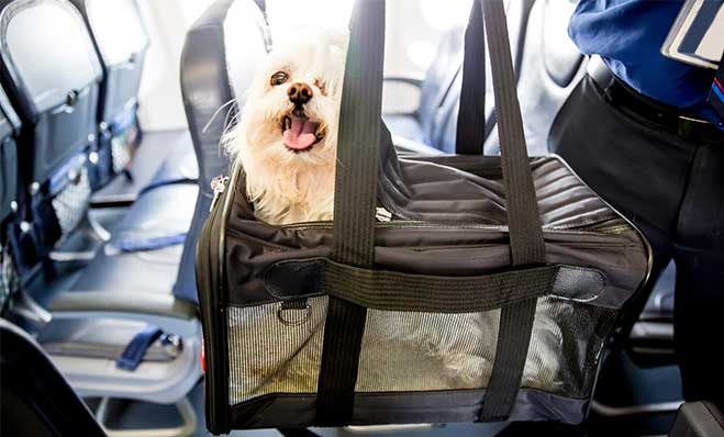 pet-friendly-travel