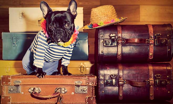 Royal Shell Makes Pet-Friendly Vacation Travel Easy