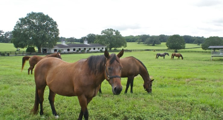 Where Can I Get Horse Riding Lessons in Ocala