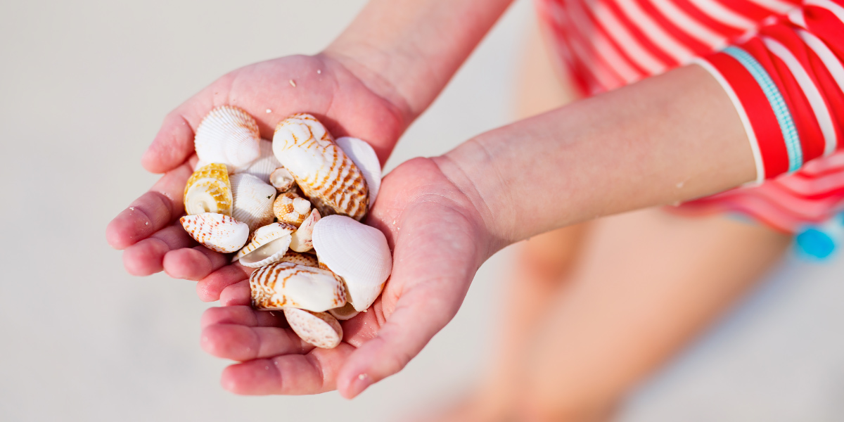 Hands holding many shells