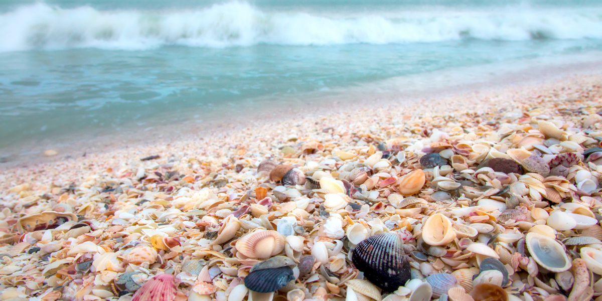 Shoreline covered in shells