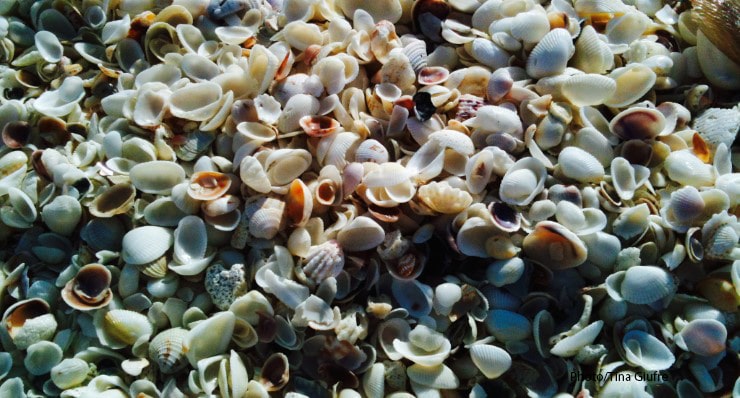 Tips for Shelling