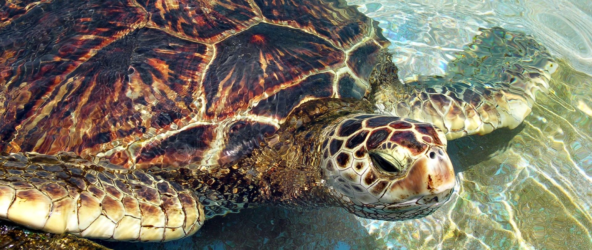 To Help Local Environment, Royal Shell Installs Mini Reefs at Royal Shell Port Sanibel Marina