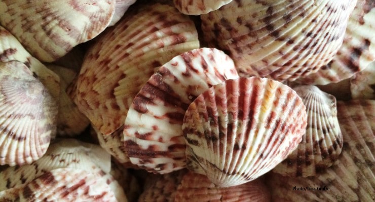 What Should I Do with My Shells