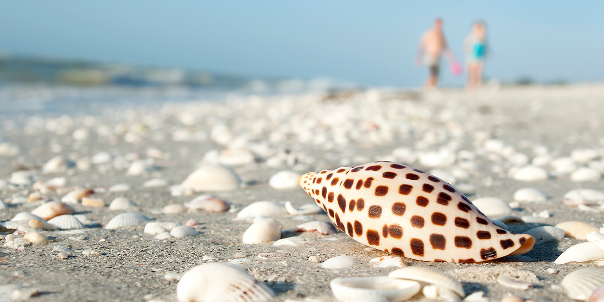 Prized junonia shell on Captiva Island beach