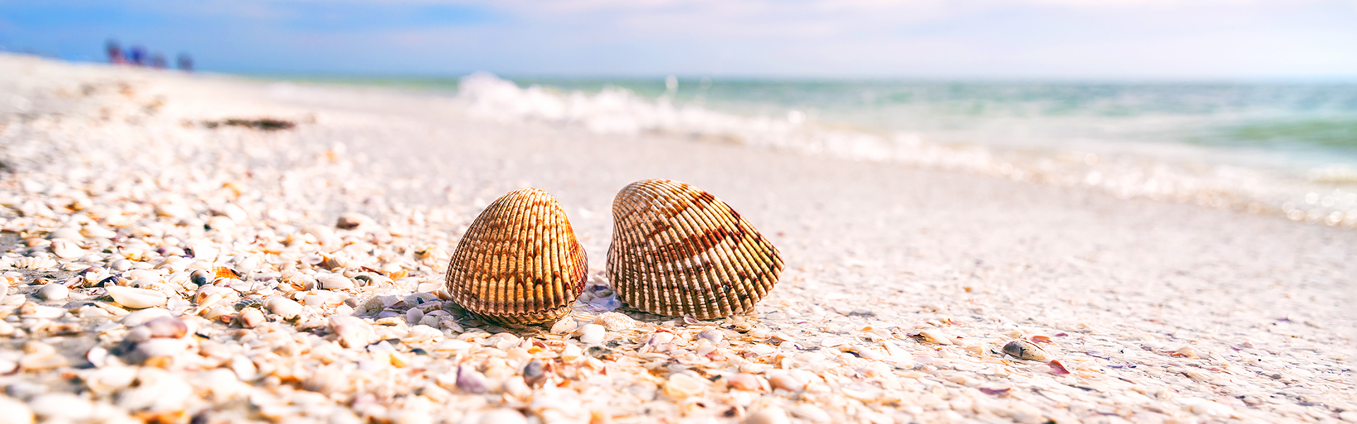 Shells sitting on a beautiful Sanibel Island beach