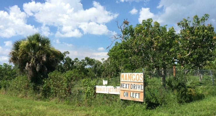 Enjoy Mangoes from Pine Island Whenever You Want
