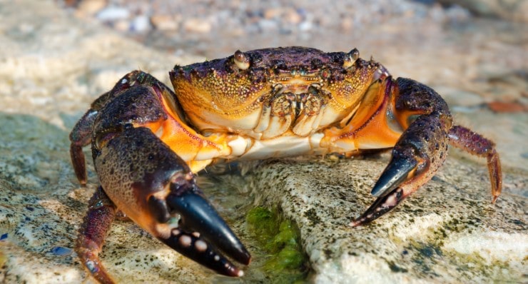 History of Stone Crabs in Naples, Florida