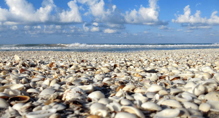 Best Sanibel Beaches for Shelling