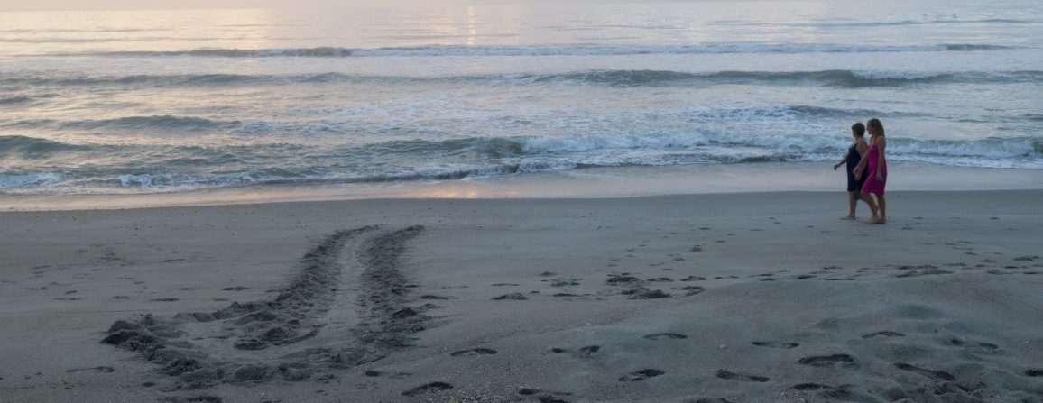 During Sea Turtle Season, Florida Beaches are Nurseries
