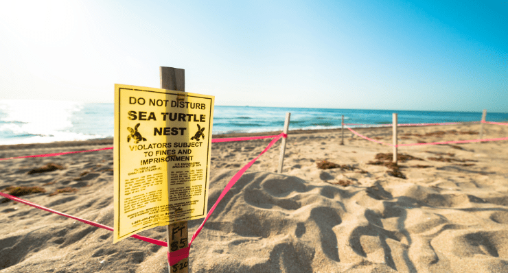 How Do You Identify a Sea Turtle Nest