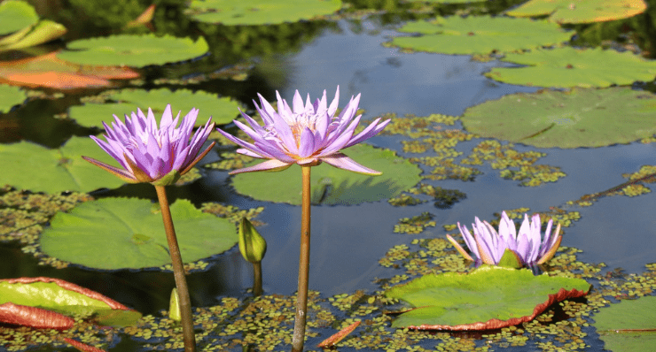 How Long Does it Take to Go Through Naples Botanical Garden