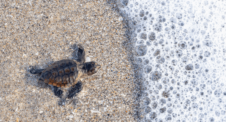 Where is the Best Place to See Sea Turtles in Florida