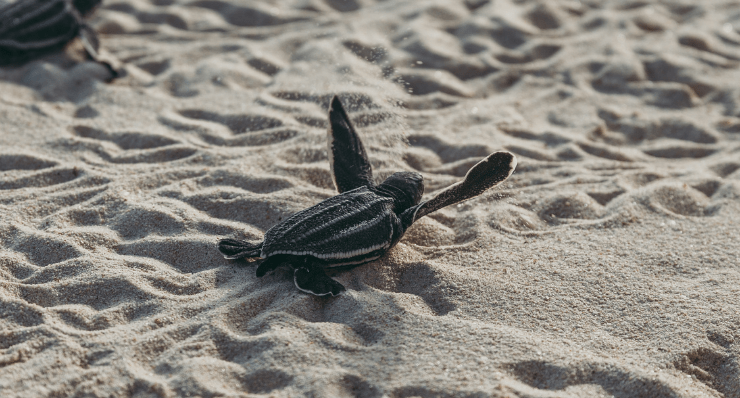 Which Sea Turtles Nest in Florida