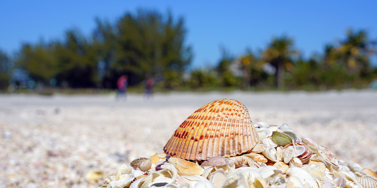 Finding a Vacation Rental Near the Beach So You Can Find the Best Seashells