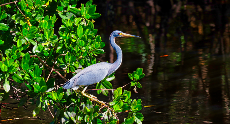 Your Bird-Watching Vacation Destination Starts With a Perfect Stay